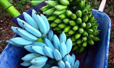 Você já ouviu falar da Blue Java? A banana azul que tem textura de sorvete e sabor de baunilha