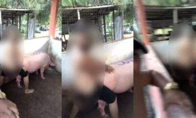 Cantor que supostamente teve atos libidinosos com um porco tem denúncia formalizada e mídias sociais detonadas por internautas / Foto : Divulgação