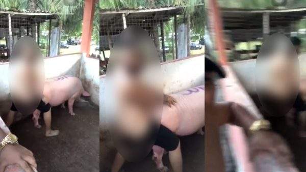 Cantor que supostamente teve atos libidinosos com um porco tem denúncia formalizada e mídias sociais detonadas por internautas / Foto : Divulgação