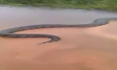 Vídeo de sucuri de 15 metros vista supostamente nas proximidades do Rio Xingu supreende internautas