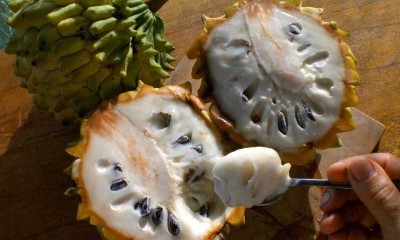 Fruta biribá - Imagem - Divulgaçãb