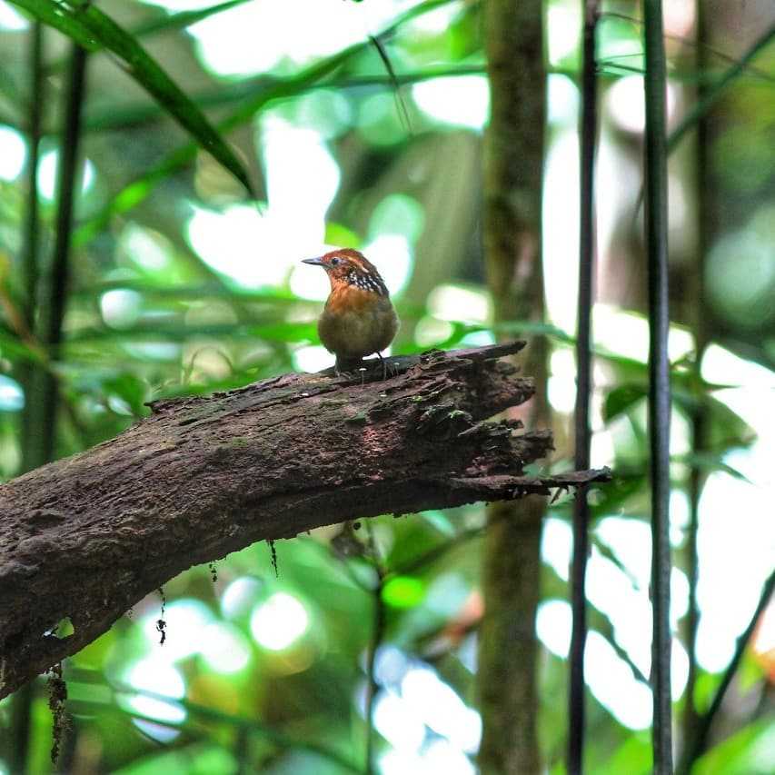 Turismo de Bird Watching no Amazonas / Foto : Divulgação