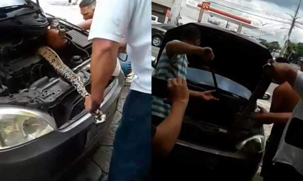 VÍDEO: Cobra maceta é resgatada dentro do motor de um carro, em Manaus