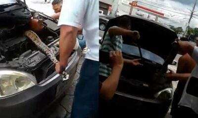 VÍDEO: Cobra maceta é resgatada dentro do motor de um carro, em Manaus