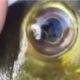 Vídeo : Homem mostra um tucunaré até o tucupi de larvas dentro do olho