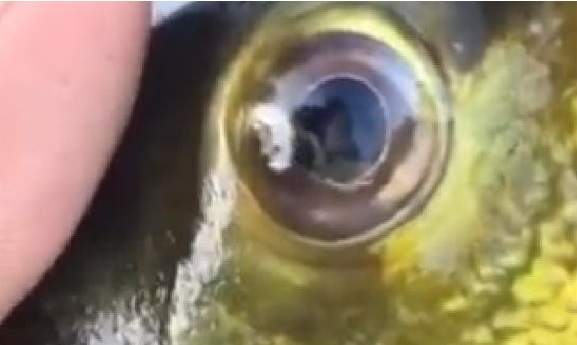 Vídeo : Homem mostra um tucunaré até o tucupi de larvas dentro do olho