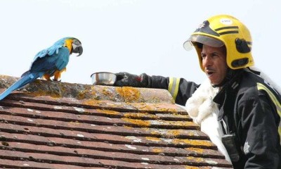 Arara boca suja manda bombeiro "se fu" enquanto ele tentava resgatá-la