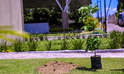 Deputados estaduais irão plantar mudas na ALE em comemoração ao Dia da Árvore
