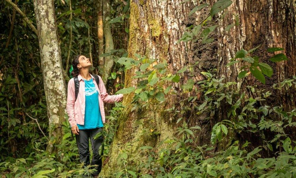 Pesquisadores do Instituto Mamirauá estudam influência humana na paisagem da Floresta Amazônica