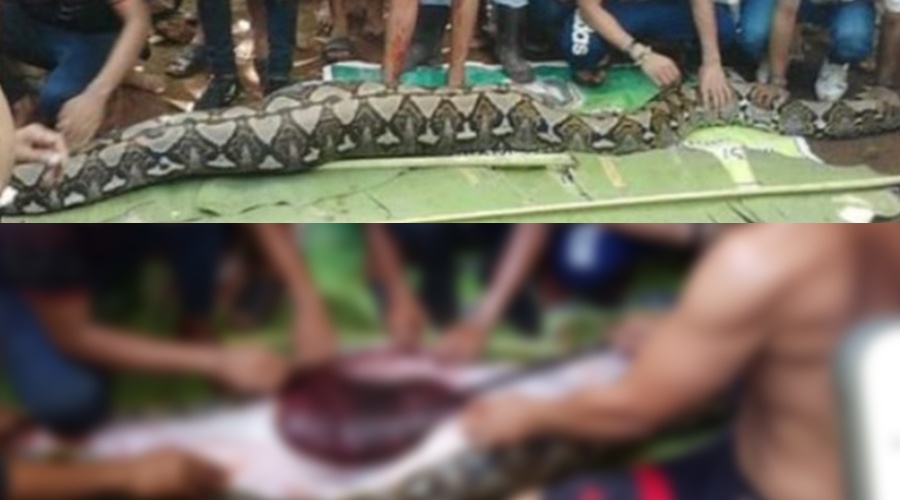 Vídeo mostra cobra de 7 metros sendo aberta para remoção de uma mulher intacta