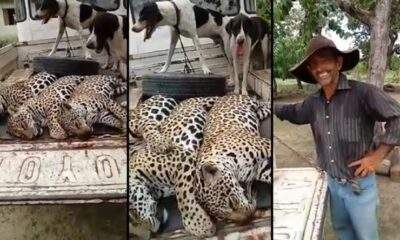 Homem mostra corpos de onças-pintadas caçadas e vídeo revolta internautas