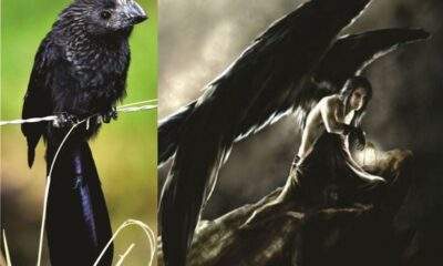 Saiba a misteriosa história por trás do Anú Preto, o porteiro das sombras