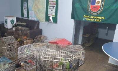 Polícia desativa cativeiro e apreende mais de cem animais silvestres e domésticos no Jorge Teixeira