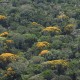Na Alemanha, Governo do Amazonas apresenta projeto de recompensas por manter a floresta conservada