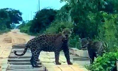 Motorista filma momento em que encontra duas onças-pintadas na natureza. Momento raro!