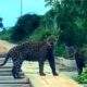 Motorista filma momento em que encontra duas onças-pintadas na natureza. Momento raro!