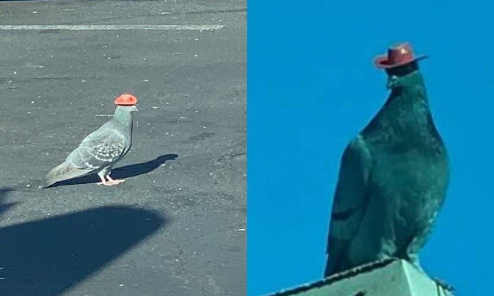 Vídeo: Pombos aparecem usando chapéu de cowboy e deixam moradores intrigados