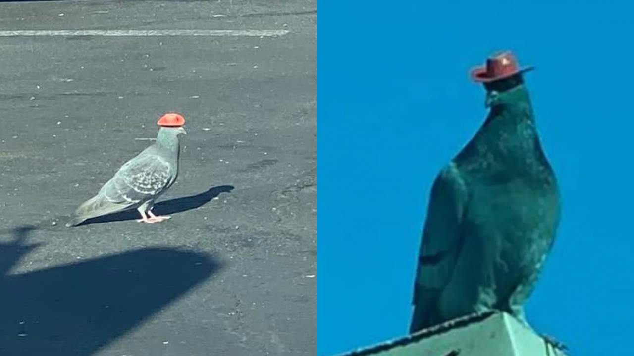 Vídeo: Pombos aparecem usando chapéu de cowboy e deixam moradores intrigados