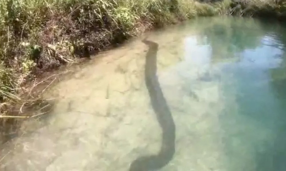 Incrível: Casal flagra sucuri de 7 metros durante passeio em águas cristalinas