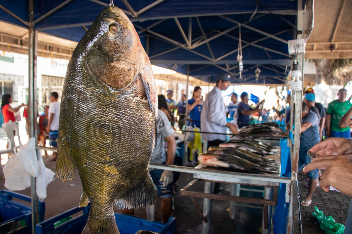 Tambaqui é um dos peixes mais valorizados no município de Tefé (Foto: Bernardo Oliveira)