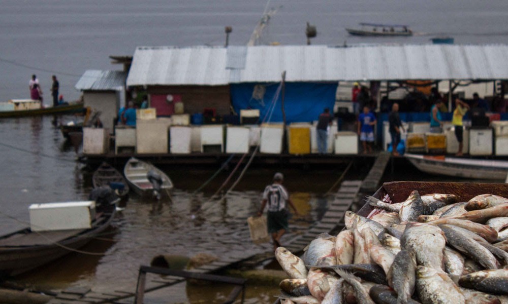 Cerca de 900 mil kg de peixe passaram por portos centrais do Amazonas na primeira metade de 2019