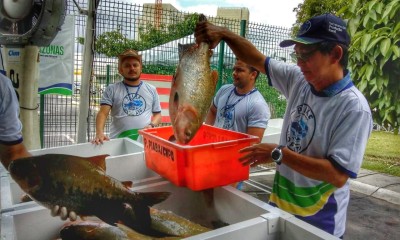 Oitava edição do programa ‘Peixe no Prato’ vai atender moradores do Puraquequara