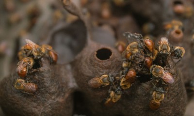 Durante a pandemia de coronavírus cresce o consumo de mel e outros produtos de abelhas nativas no Amazonas