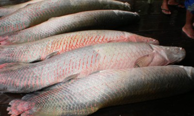 Pescadores de Maraã produzem mais de 9 mil toneladas de pescado por ano