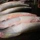 Pescadores de Maraã produzem mais de 9 mil toneladas de pescado por ano