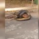 VÍDEO: Cobra é flagrada tentando engolir jacaré em condomínio na Ponta Negra