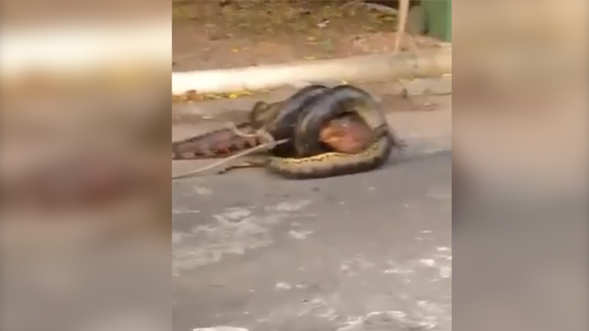 VÍDEO: Cobra é flagrada tentando engolir jacaré em condomínio na Ponta Negra