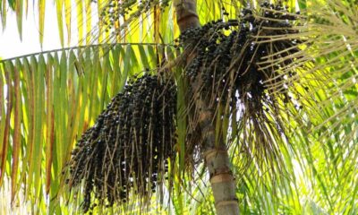 Canadá testa açaí como tratamento contra Covid-19