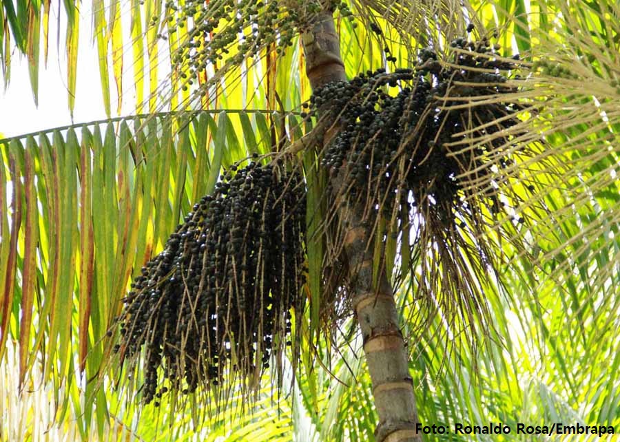 Canadá testa açaí como tratamento contra Covid-19