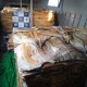 Base Arpão apreende 8,3 toneladas de pirarucu e carne de jacaré
