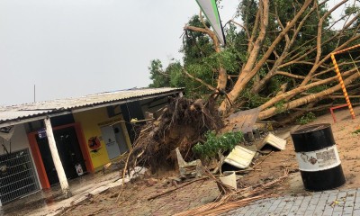 Vídeo mostra o momento em que árvore é arrancada do chão com força da chuva no Aeroclube em Manaus