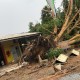 Vídeo mostra o momento em que árvore é arrancada do chão com força da chuva no Aeroclube em Manaus