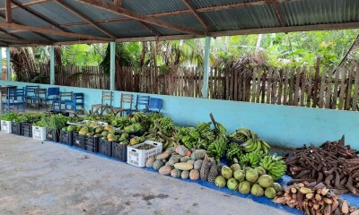 Em Santo Antônio do Içá, agricultores assistidos pelo Idam comercializam mais de R$ 350 mil em alimentos