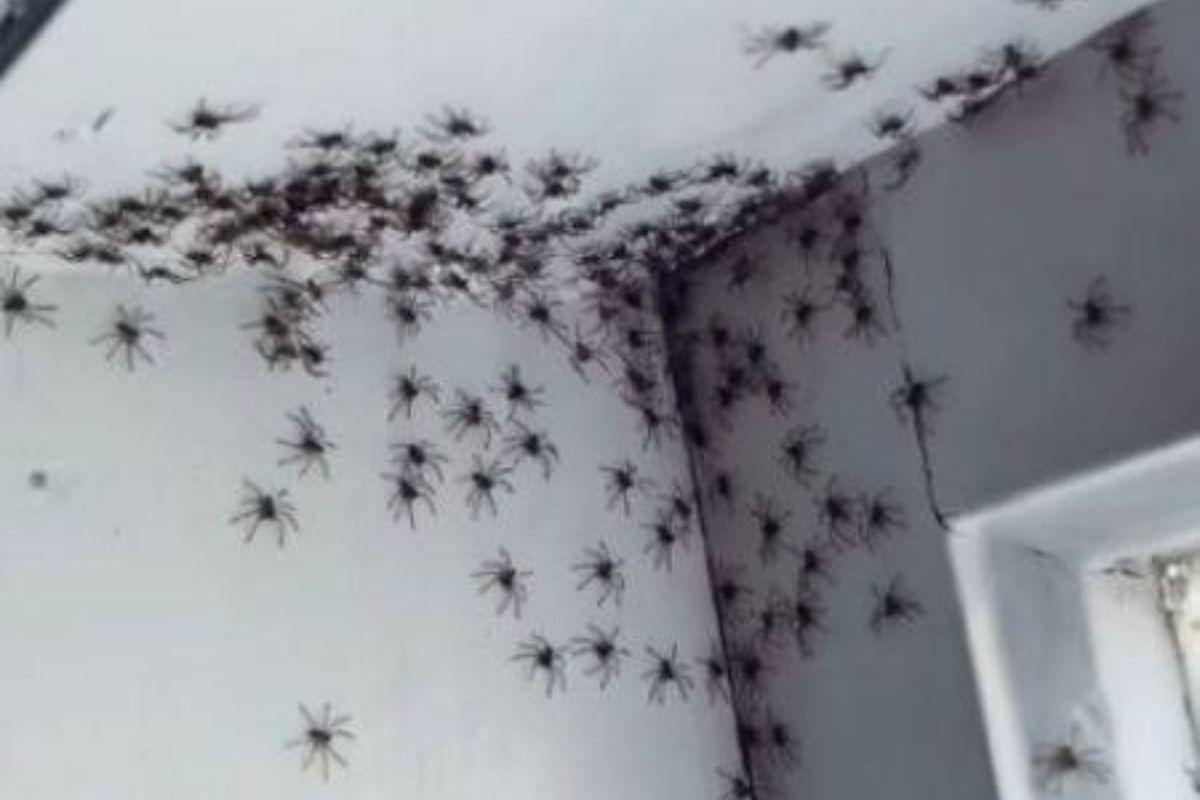 Mãe vai limpar a cortina e descobre uma ninhada de aranhas! Veja o vídeo!