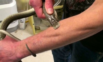 Em busca da Fórmula Universal da Imunidade, cientista está há 19 anos sendo mordido por cobras venenosas!