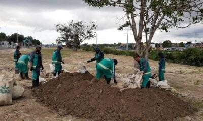 Serão plantadas e distribuídas milhares de mudas pela Prefeitura de Manaus em alusão ao Dia da Árvore na Amazônia