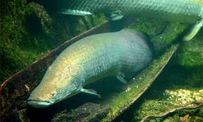 Pirarucu, o peixe monstro da Amazônia, é encontrado em rio da Flórida, EUA