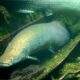Pirarucu, o peixe monstro da Amazônia, é encontrado em rio da Flórida, EUA