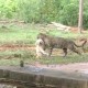 Vídeo mostra onça-pintada carregando cachorro poodle após invadir quintal