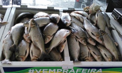 #VemPraFeira - Feirão do Pescado movimenta R$ 1,3 milhão na Semana Santa