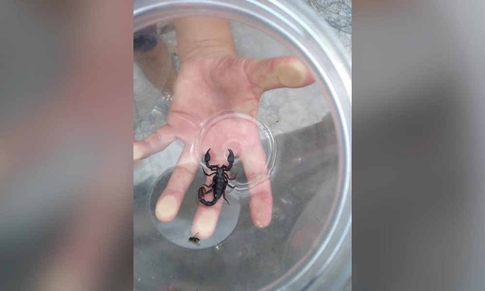 Moradores do Nova Cidade estão em pânico com possível surto de escorpião preto especialmente nesta época do ano