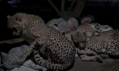 Homem dorme abraçado com nada mais nada menos que três guepardos, e vídeo viraliza!