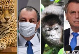Após Bolsonaro chamar Omar de "Anta Amazônica", Aziz diz que a Onça vai pegar o "macaco Guariba" (Macaco que se caga quando foge)