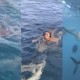 Vídeo registra momento em que bailarina do Faustão é pega por tubarão