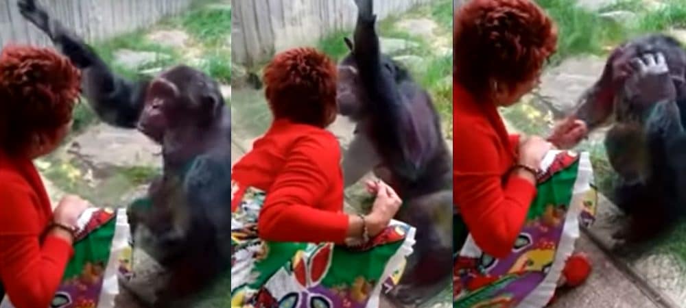 Caso de amor entre mulher e macaco é descoberto e ela é expulsa de zoológico