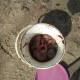 Fetos, possíveis gêmeos, são encontrados dentro de balde em praia de Manaus - Imagem: Divulgação